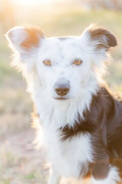 border collie dog