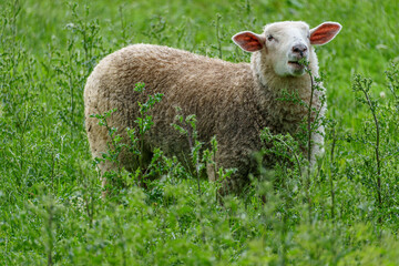 Kühe und Schafe im westlichen Münsterland