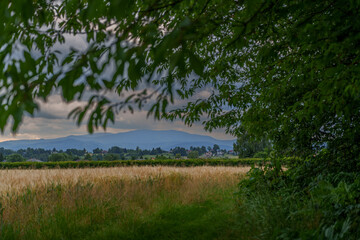 wheat field surrounded by grasses with stormy clouds and mountains, tree branches background