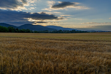 Golden wheat field with mountain backdrop at sunset