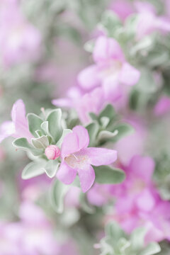 Fototapeta Purple Texas Sage flowers