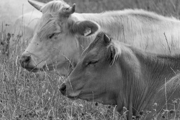 Kühe und Schafe im westlichen Münsterland