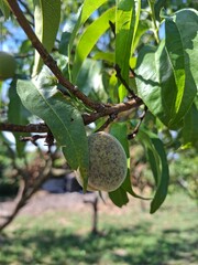 fruit on tree