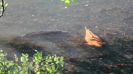 fish in the pond