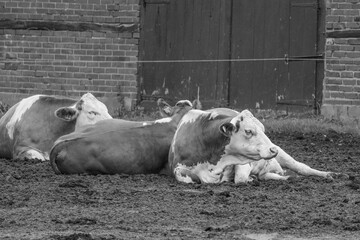 K&uuml;he und Schafe im westlichen M&uuml;nsterland