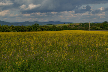 Wildflower meadow with power line and mountain backdrop