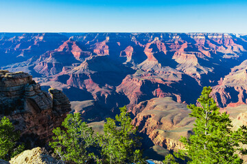Grand Canyon horizon landscape, Arizona, USA at sunset with Ponderosa Pine trees with clear sky