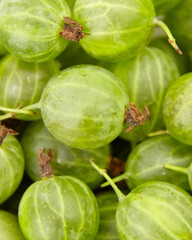 Fresh green gooseberries clustered together, showcasing their smooth skin and distinct ribbed...