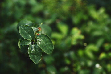macro, leaf, water droplets, fresh, green, plant, nature, close-up, bokeh, foliage, garden, dew, spring, vibrant, moisture, growth, natural texture, blurred background, shrub, small buds