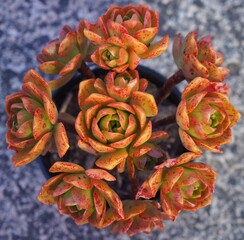 Fototapeta premium Aeonium 'Bronze Medal' mature succulent plant
