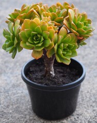 Aeonium 'Bronze Medal' mature succulent plant