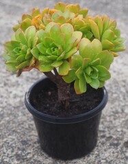 Aeonium 'Bronze Medal' mature succulent plant