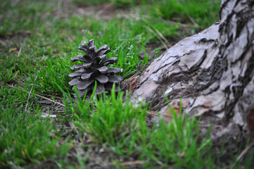 Pine cone fallen from the pine tree