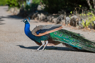 Peacock with feathers out - Colorful Peacock – Premium Stock Image for Creative Projects