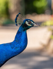 Fototapeta premium Stunning Close-Up of a Peacock - Majestic Peacock in Full Display