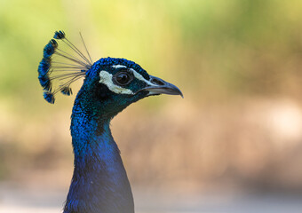 Obraz premium Beautiful Peacock for Exotic and Luxury Themes - Stunning Close-Up of a Peacock