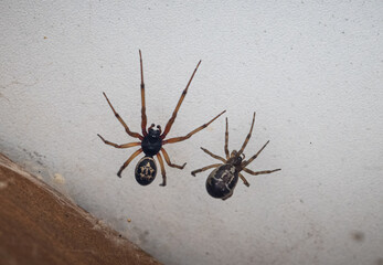 Deadly Duo: Male and Female Black Widow Spiders