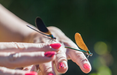 Delicate Dragonflies Perched on Woman’s Hand – Bright Macro Shot