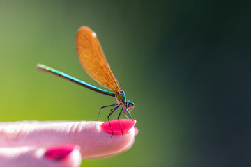 Colorful Dragonfly Resting on Woman’s Hand – Macro Close-Up