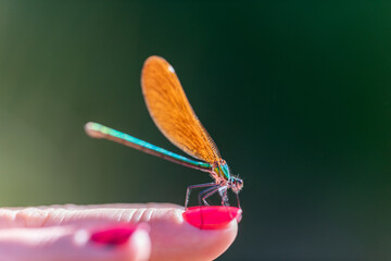 Delicate Dragonfly Perched on Woman’s Hand – Detailed Macro Photography