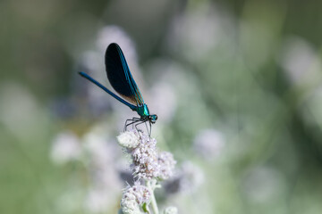 Vibrant Dragonfly and White Flower – Perfect for Nature Themes