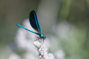 Close-Up of Colorful Dragonfly on Pristine White Flower