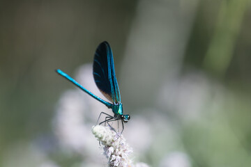 Blue dragonfly on leaf - Bright Dragonfly and Floral Contrast – Perfect for Natural Aesthetics