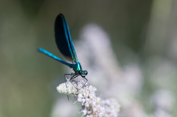Nature in Focus – Macro of Colorful Dragonfly and Flower