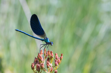 Blue dragonfly on a green leaf - Vibrant Macro of Dragonfly Perched on Flower – Perfect for...