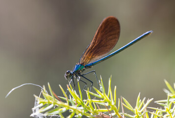 Macro Shot of Blue and Orange Dragonfly on Flower with Green Background