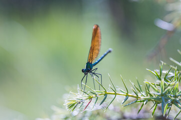 Stunning Macro of Dragonfly on Bloom – Perfect for Eco, Wellness, and Design Projects