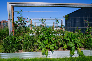 A lush rooftop community garden framed by a series of trellises, where green plants and red...