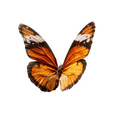 Fototapeta premium Close-up of a beautiful orange and brown butterfly