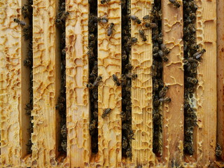 Bees on honeycomb frame inside hive building and filling cells. Detailed top view. Nature shot from beekeeping practice. Copyspace