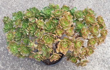 Aeonium 'Bronze Medal' mature succulent plant