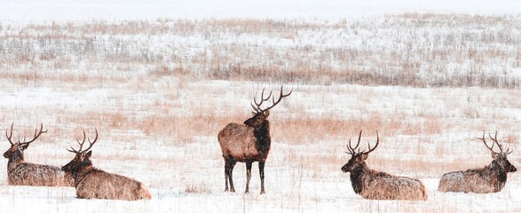 Elk Herd