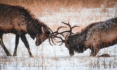 Elk Fighting