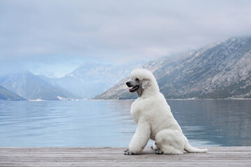 A white Poodle sits by the lake, with a view of the mountains in the background. The dog relaxed...