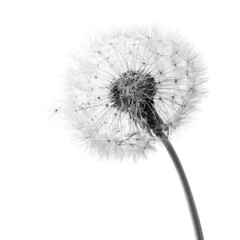 Monochrome dandelion in profile