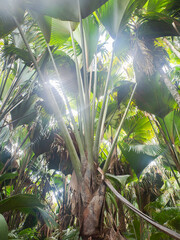  endemic palm trees and their foliage, Vallee de Mai, a palm tree forest on Praslin island, Seychelles