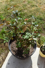 rośliny ogrodowe © LidiaAnna