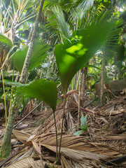 young plant, sprout of endemic palm tree coco de mer, lodoicea maldivica, Vallee de Mai, a palm tree forest on Praslin island, Seychelles