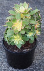 Aeonium haworthii 'Dream Color' mature succulent plant