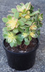 Aeonium haworthii 'Dream Color' mature succulent plant