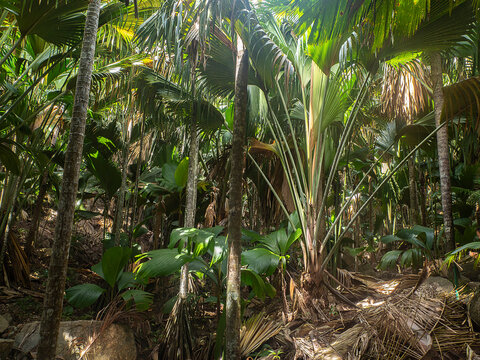  endemic palm trees and their foliage, Vallee de Mai, a palm tree forest on Praslin island, Seychelles