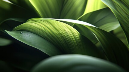 Close-up of vibrant green leaves with light and shadow