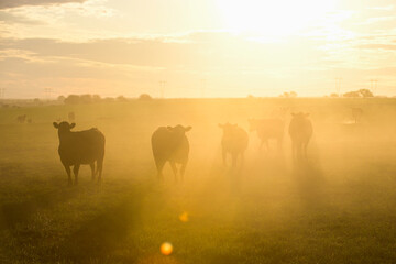 Cattle herd grazing in the field at sunset, in the Pampas plain, Patagonia, Argentina