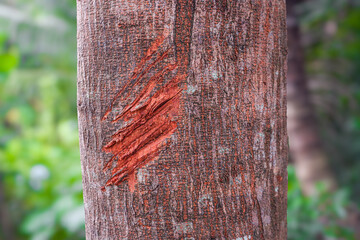 Close-up view of fresh scratch marks on the bark of a tree trunk, showing raw reddish inner wood. Taken in a natural outdoor setting with a blurred green background.