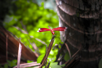 Red Dragonfly Perched on Twig in Natural Green Background