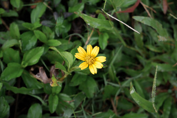 Closeup of blooming yellow wildflower with green leaves in natural background
